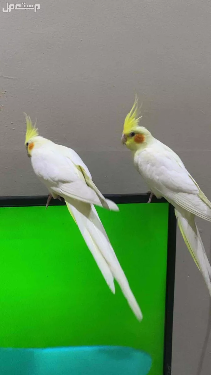 للبيع زوج كروان لاتيني جده كيلو 14 الشمالي  في جدة