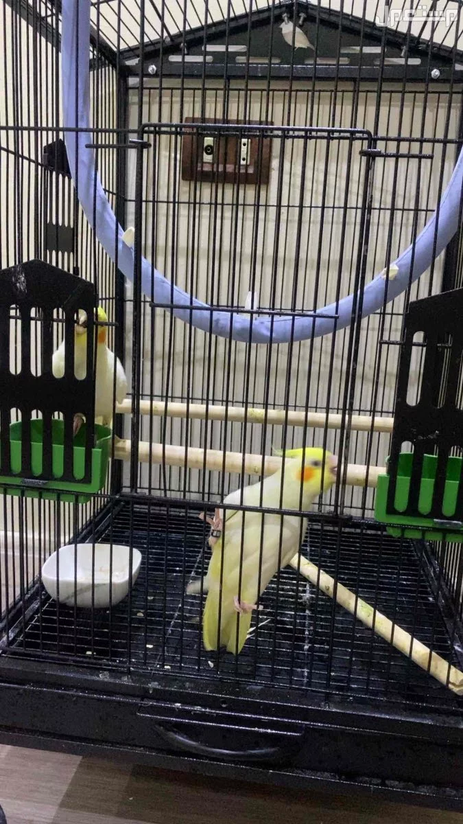 للبيع زوج كروان لاتيني جده كيلو 14 الشمالي  في جدة