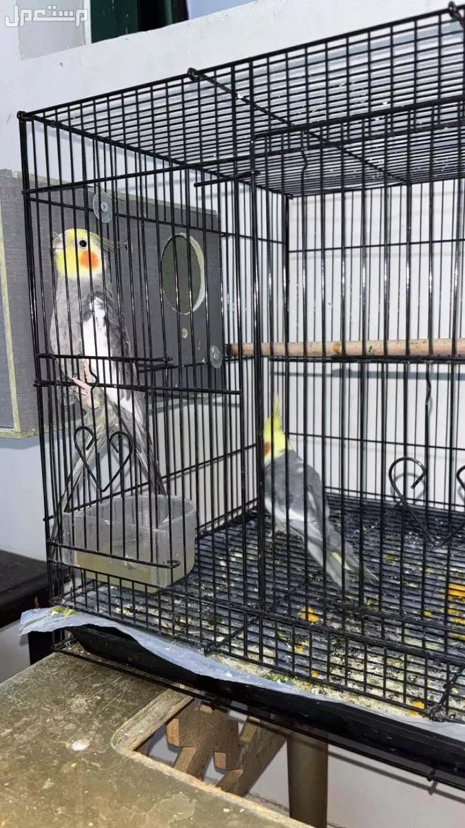 زوج طيور كاروان في مكة حي العزيزية البيع مستعجل