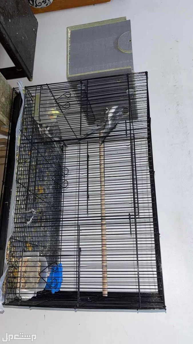 زوج طيور كاروان في مكة حي العزيزية البيع مستعجل