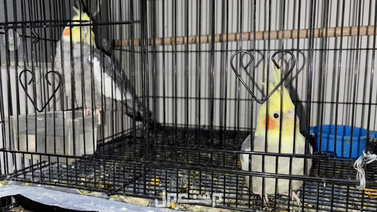 زوج طيور كاروان في مكة حي العزيزية البيع مستعجل