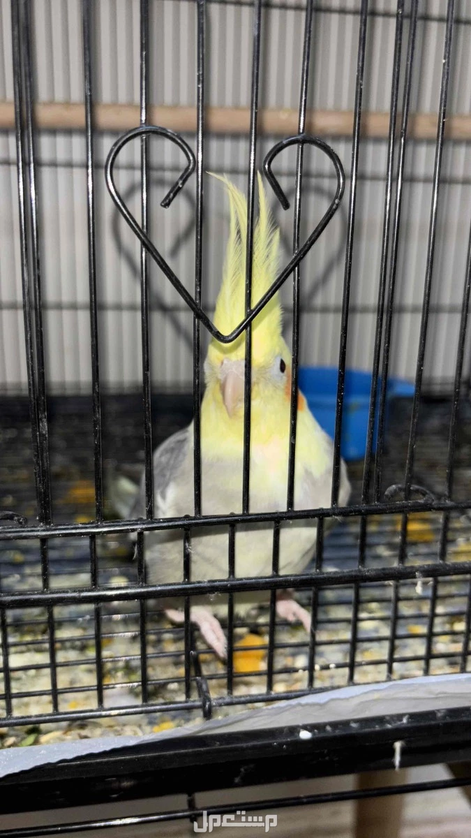 زوج طيور كاروان في مكة حي العزيزية البيع مستعجل