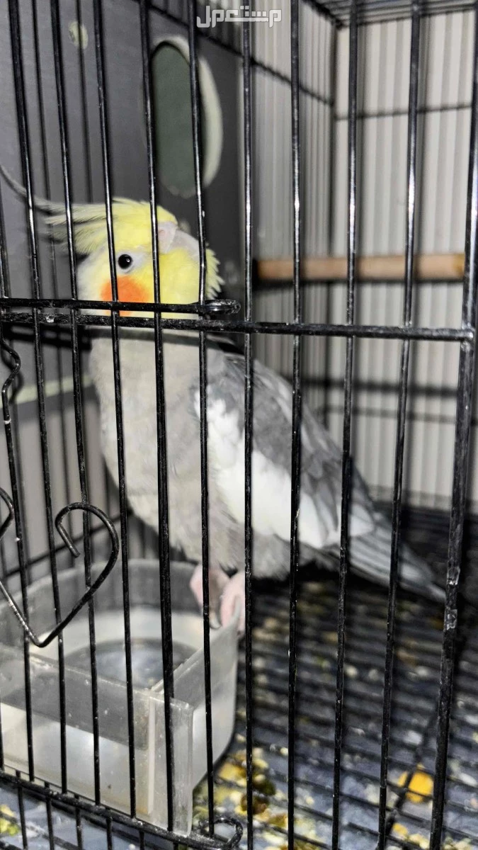 زوج طيور كاروان في مكة حي العزيزية البيع مستعجل