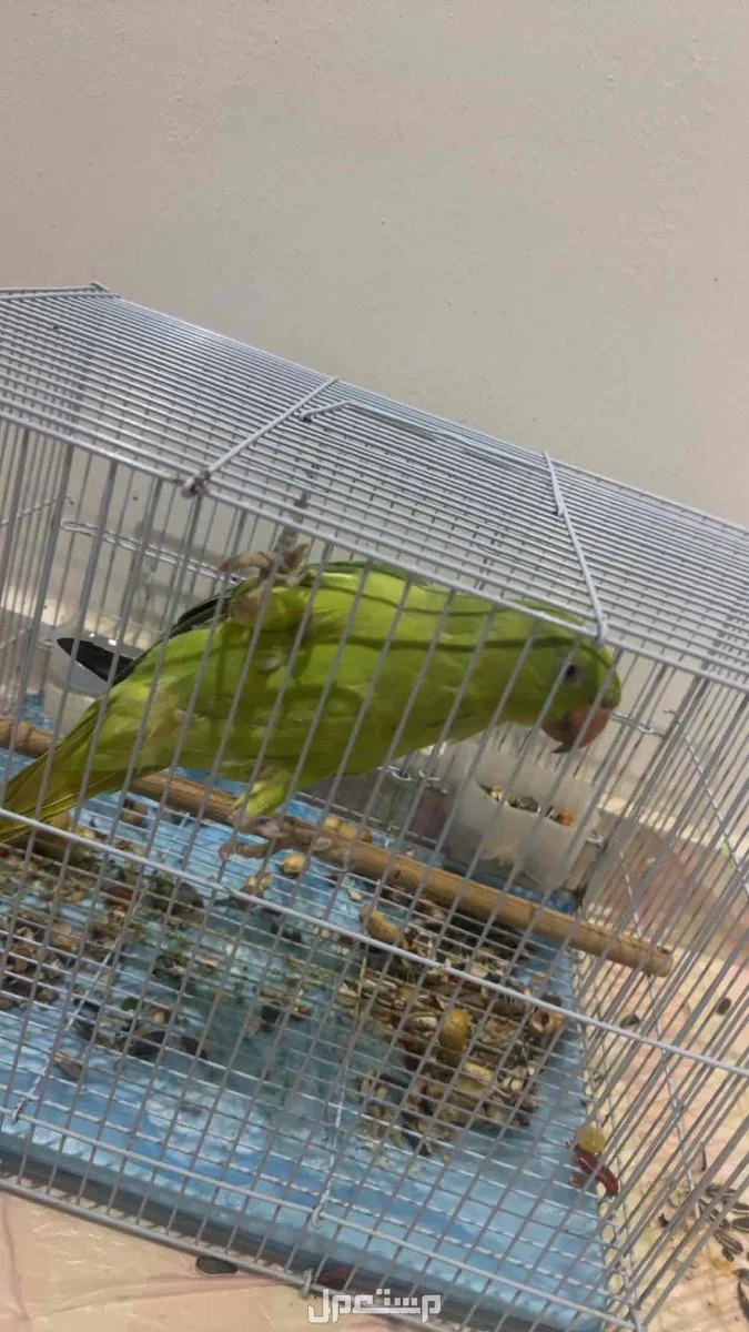 للبيع دره هندي الموقع جدة  في جدة بسعر 460 ريال سعودي