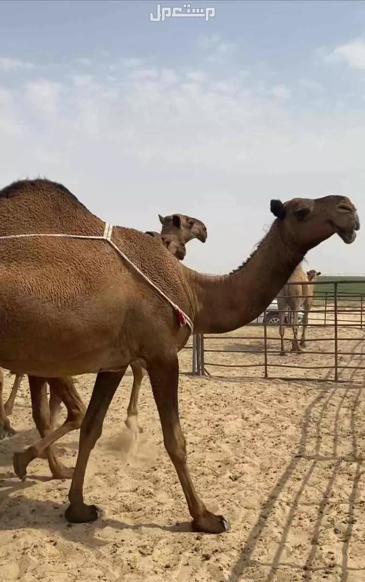 ذود ابل صفر طيبه اشباب وطيبه والبيع على 20 الف للمتن الواحد في النعيرية بسعر 20 ألف ريال سعودي