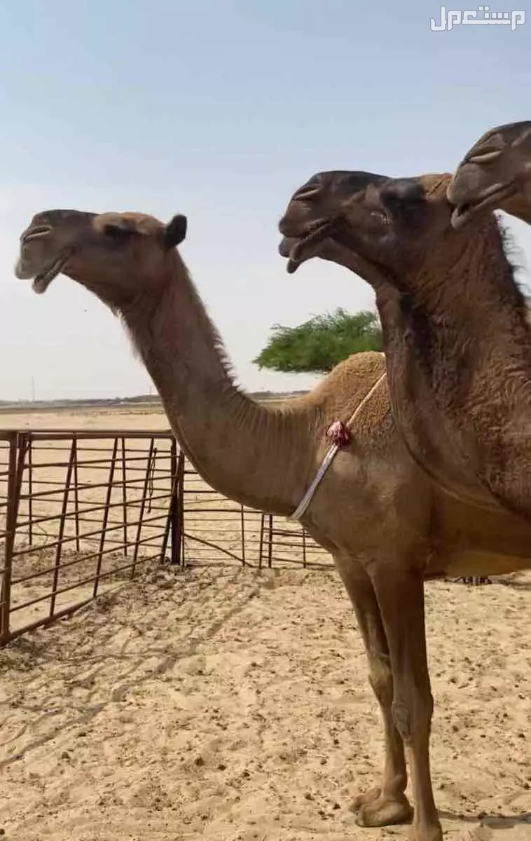 ذود ابل صفر طيبه اشباب وطيبه والبيع على 20 الف للمتن الواحد في النعيرية بسعر 20 ألف ريال سعودي