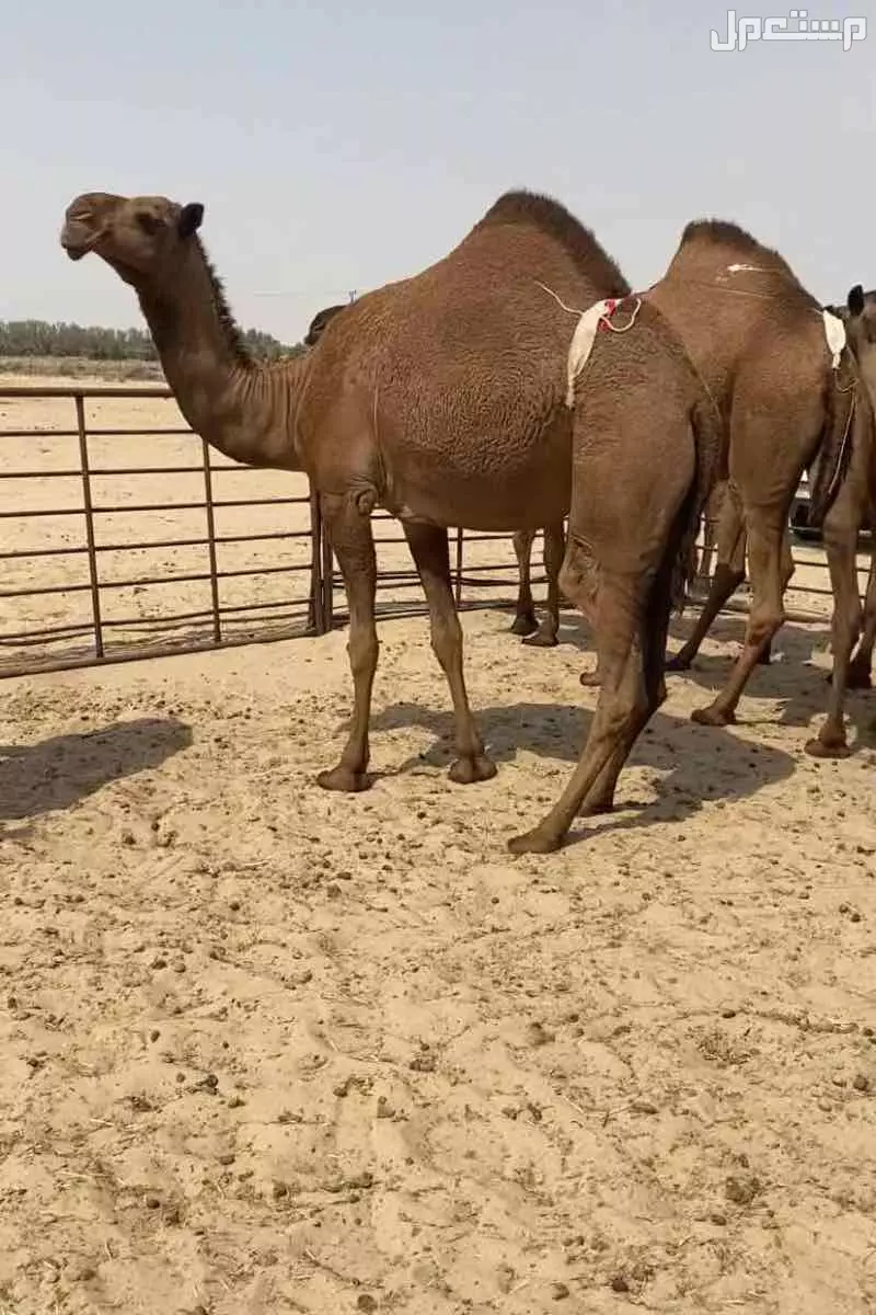 ذود ابل صفر طيبه اشباب وطيبه والبيع على 20 الف للمتن الواحد في النعيرية بسعر 20 ألف ريال سعودي