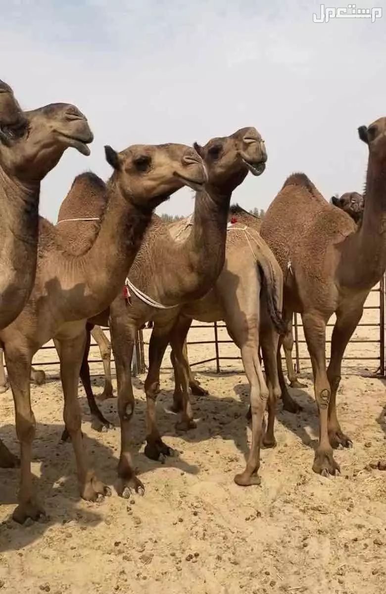 ذود ابل صفر طيبه اشباب وطيبه والبيع على 20 الف للمتن الواحد في النعيرية بسعر 20 ألف ريال سعودي