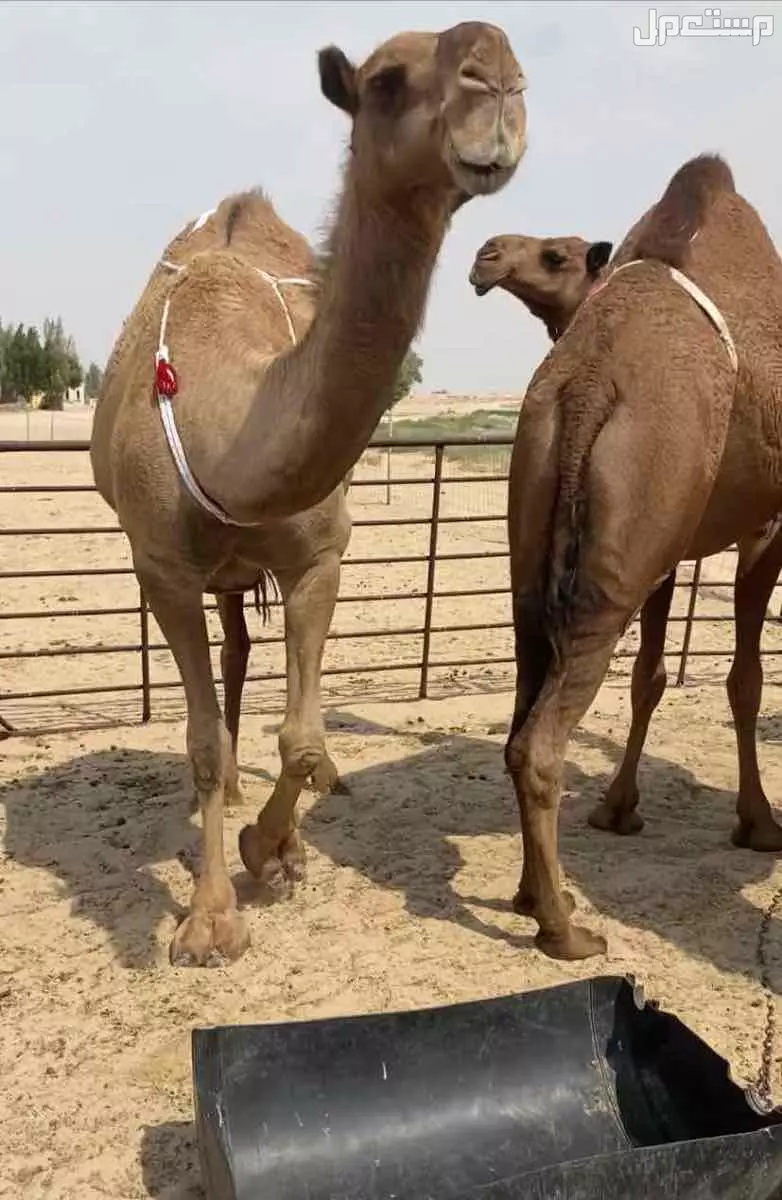 ذود ابل صفر طيبه اشباب وطيبه والبيع على 20 الف للمتن الواحد في النعيرية بسعر 20 ألف ريال سعودي