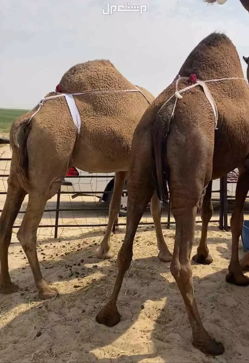 ذود ابل صفر طيبه اشباب وطيبه والبيع على 20 الف للمتن الواحد في النعيرية بسعر 20 ألف ريال سعودي