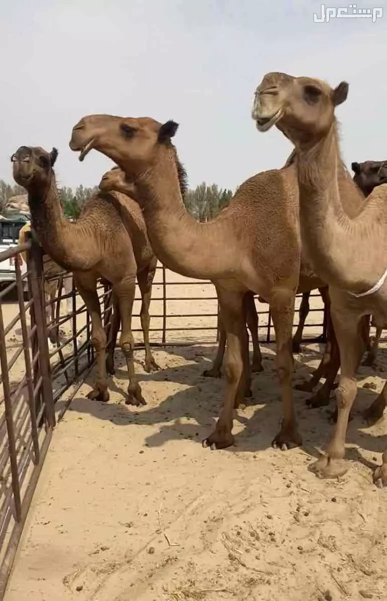 ذود ابل صفر طيبه اشباب وطيبه والبيع على 20 الف للمتن الواحد في النعيرية بسعر 20 ألف ريال سعودي