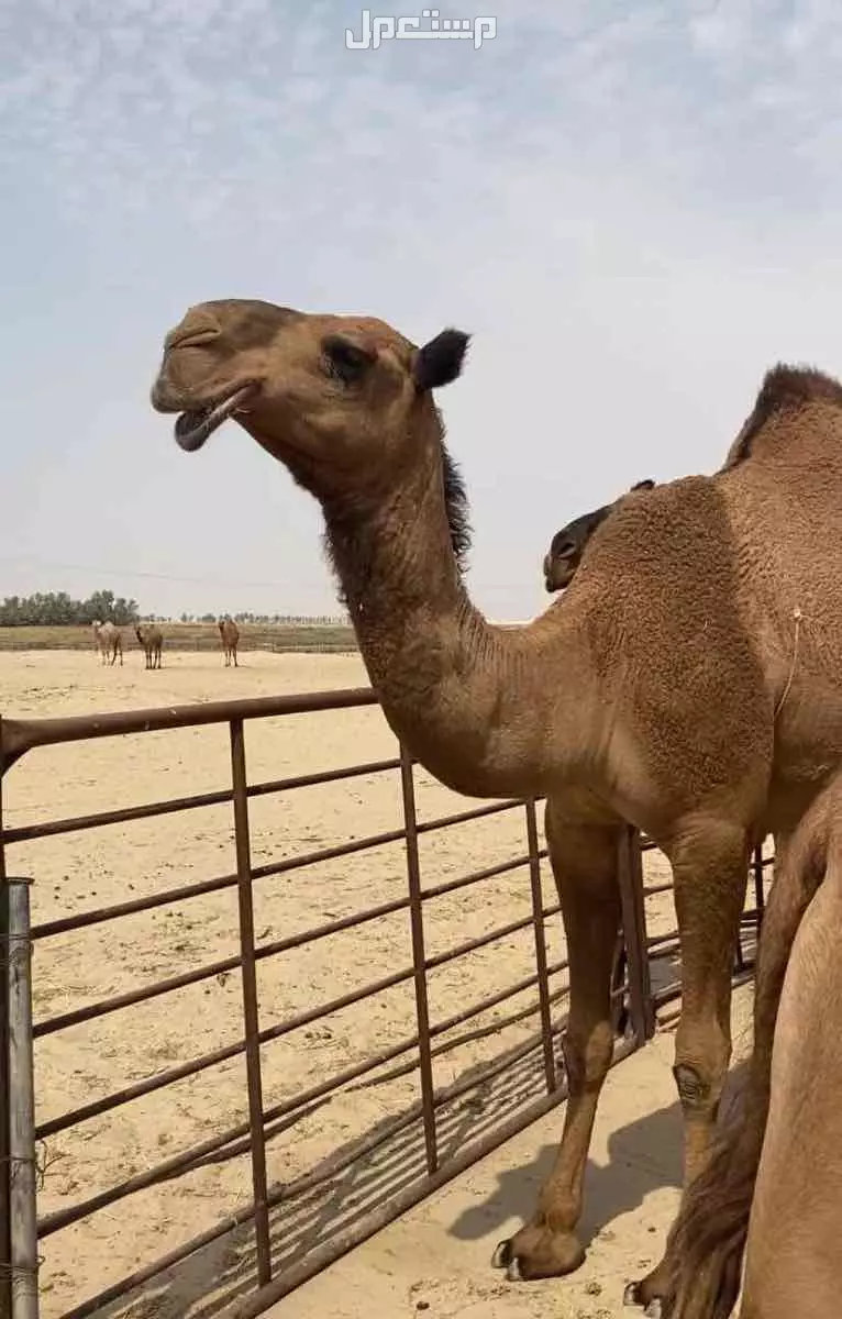 ذود ابل صفر طيبه اشباب وطيبه والبيع على 20 الف للمتن الواحد في النعيرية بسعر 20 ألف ريال سعودي