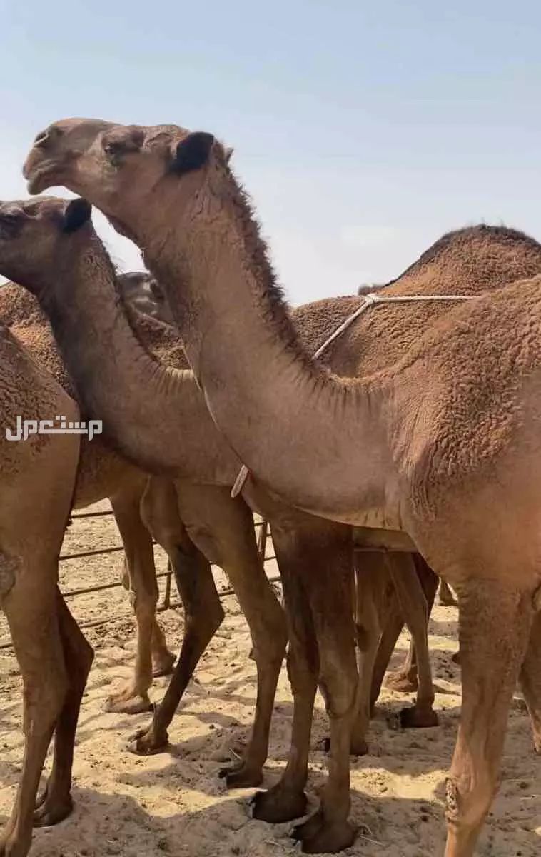 ذود ابل صفر طيبه اشباب وطيبه والبيع على 20 الف للمتن الواحد في النعيرية بسعر 20 ألف ريال سعودي