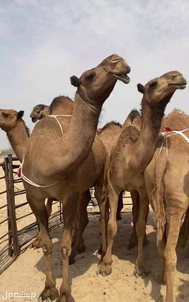 ذود ابل صفر طيبه اشباب وطيبه والبيع على 20 الف للمتن الواحد في النعيرية بسعر 20 ألف ريال سعودي