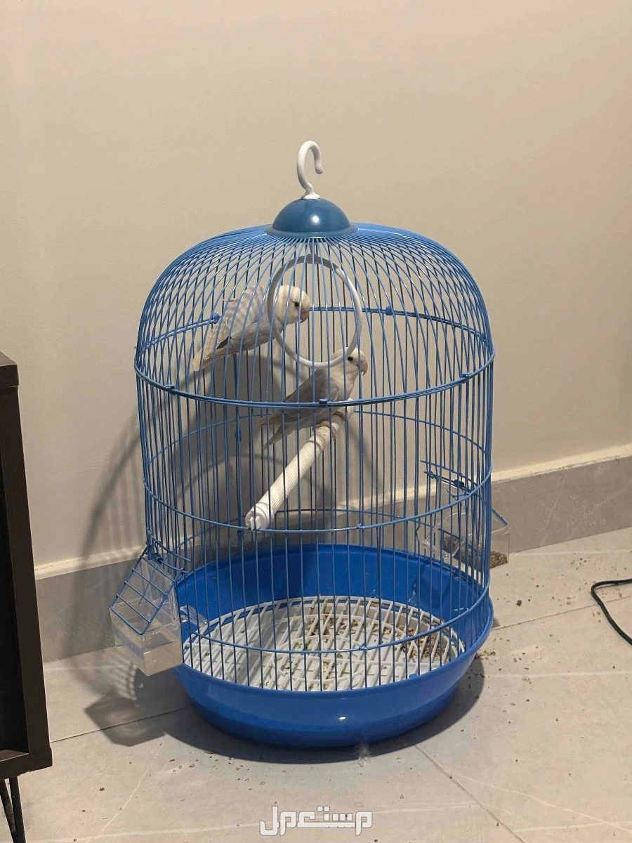 روز باليدً اوبلاين للبيع بسعر 300 ريال انا في مدينة جدة