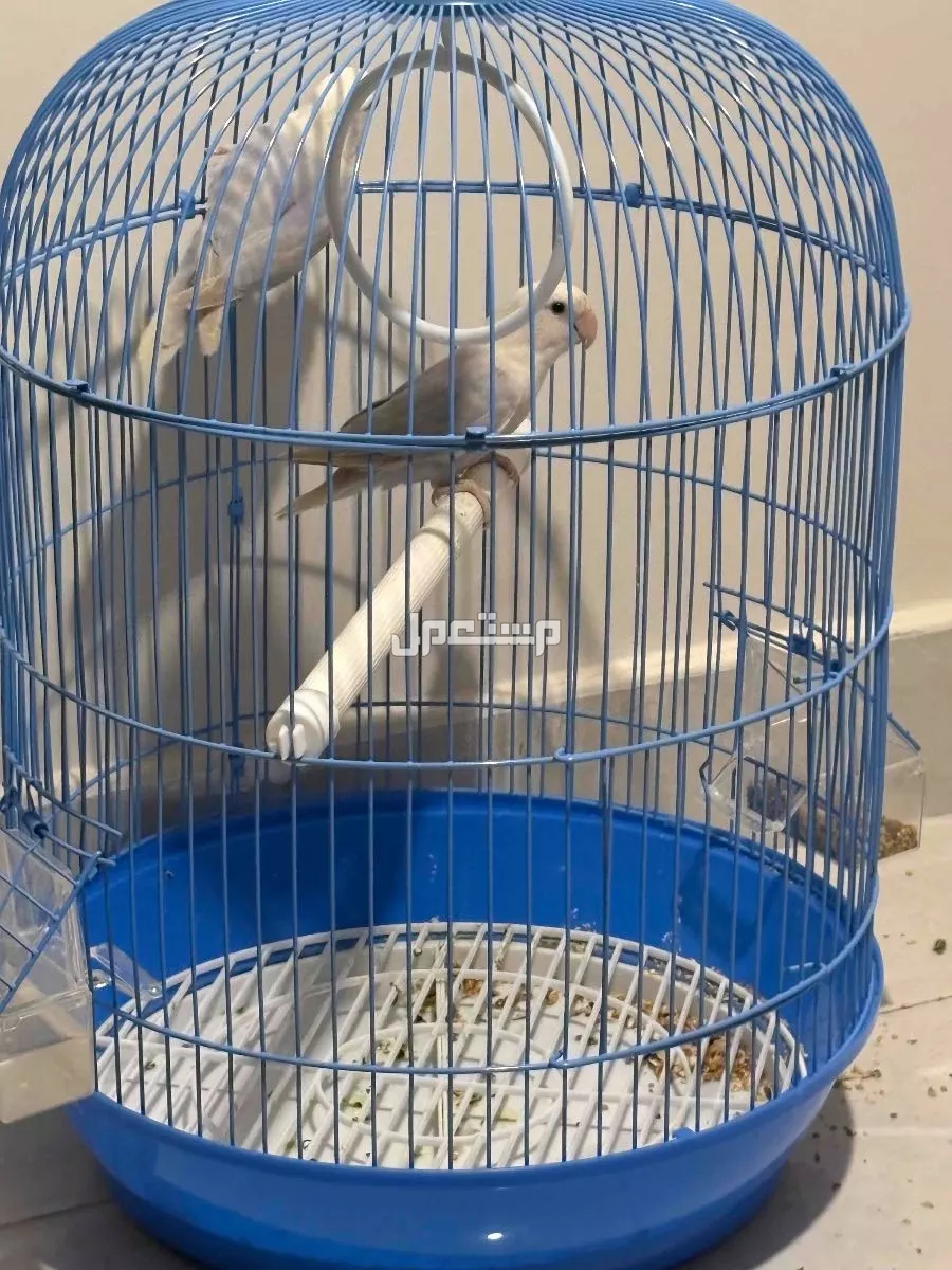 روز باليدً اوبلاين للبيع بسعر 300 ريال انا في مدينة جدة