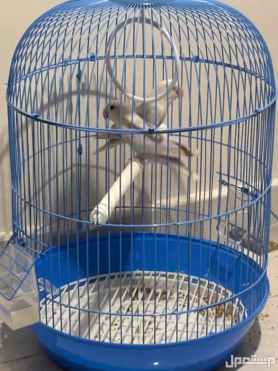 روز باليدً اوبلاين للبيع بسعر 300 ريال انا في مدينة جدة