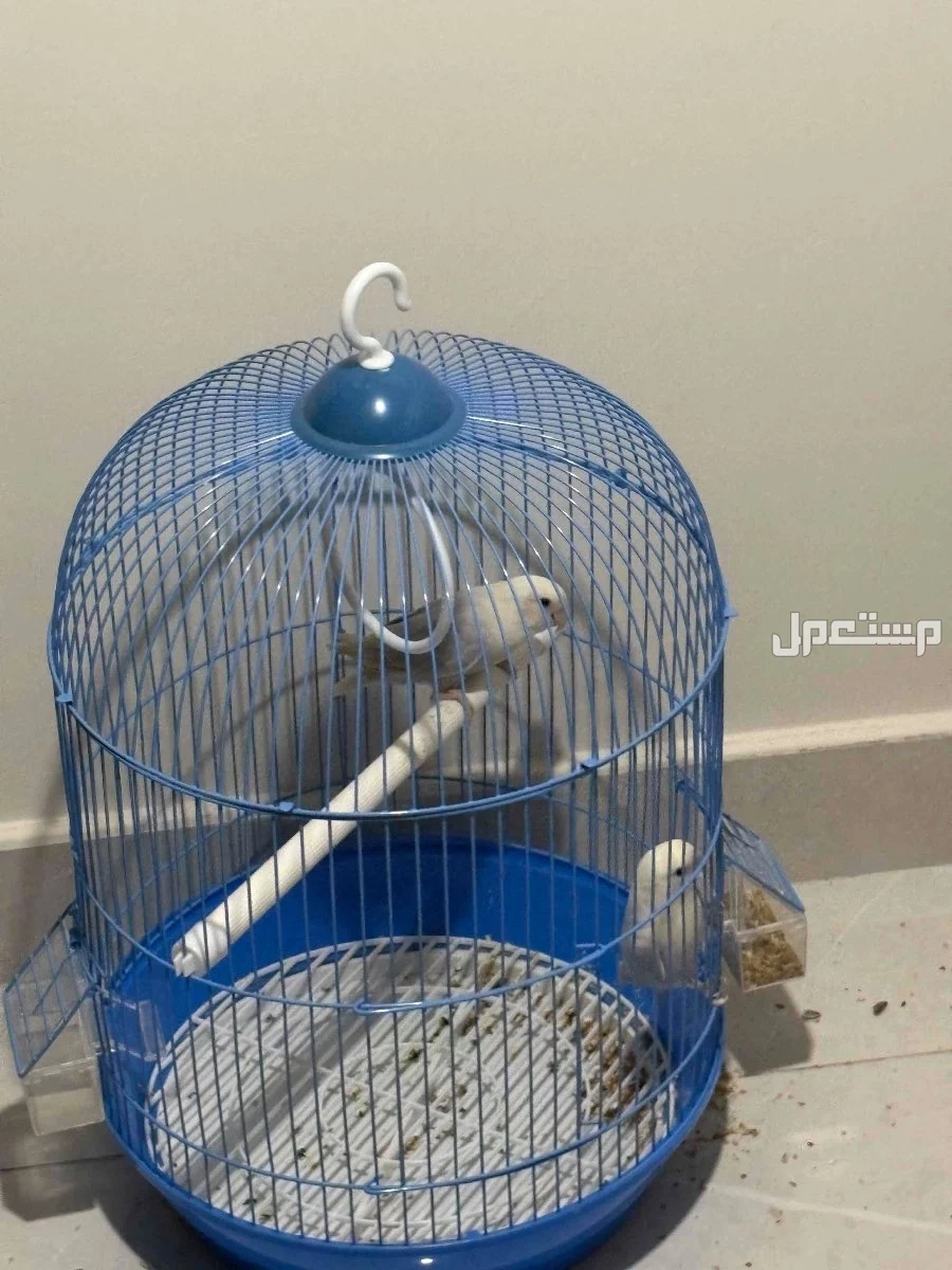 روز باليدً اوبلاين للبيع بسعر 300 ريال انا في مدينة جدة