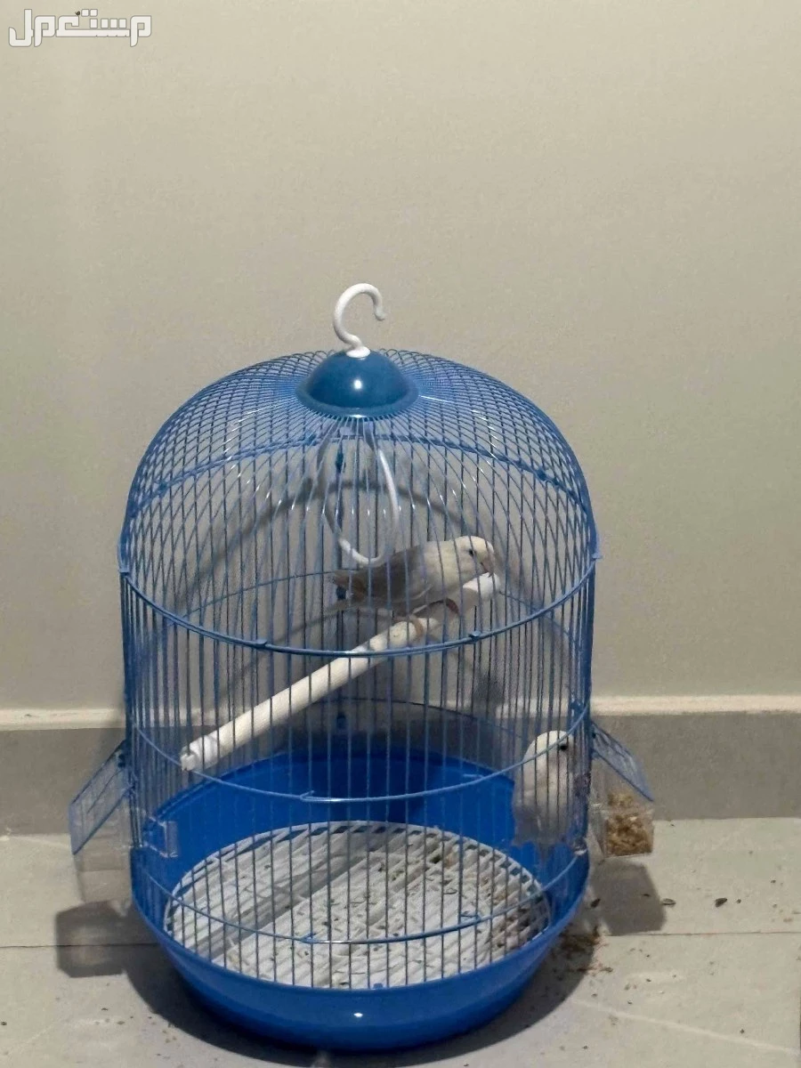 روز باليدً اوبلاين للبيع بسعر 300 ريال انا في مدينة جدة