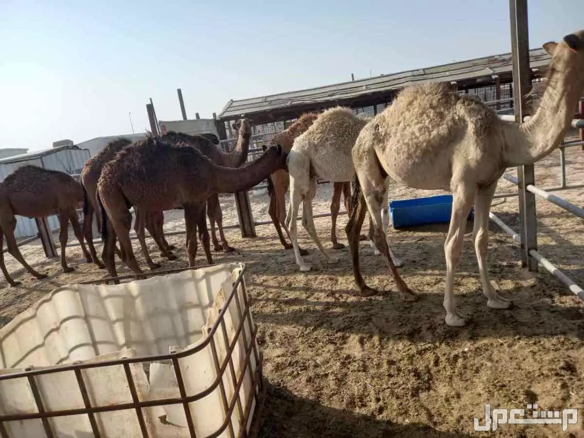 للبيع قعدان في سوق الدمام في الدمام بسعر 5200 ريال سعودي