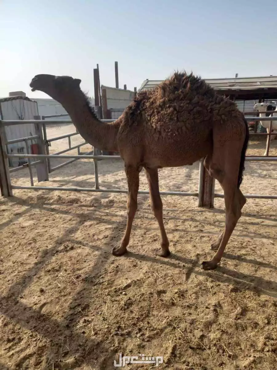 للبيع قعدان في سوق الدمام في الدمام بسعر 5200 ريال سعودي