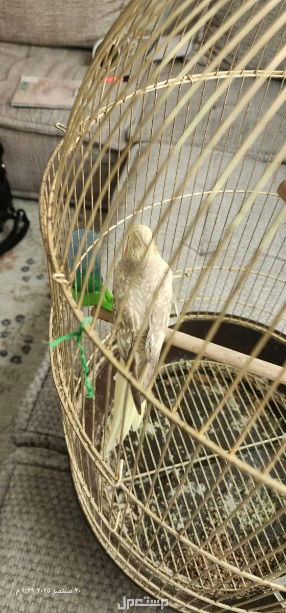 كروان  في الدمام بسعر 250 ريال سعودي