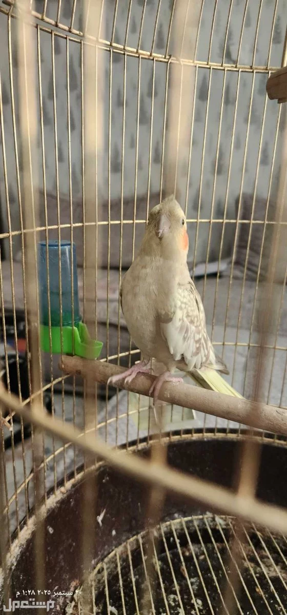 كروان  في الدمام بسعر 250 ريال سعودي