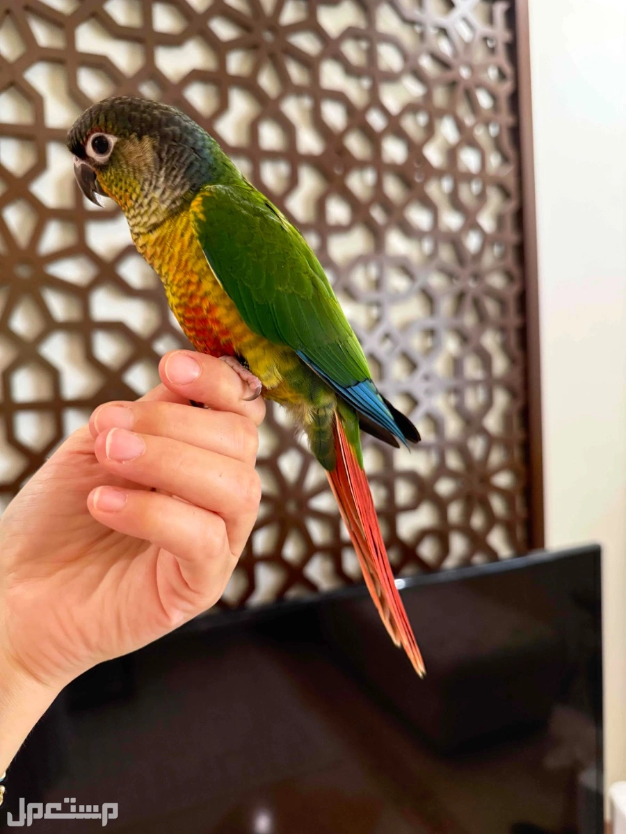 فرخ كنيور يلو سايد في جدة اليف