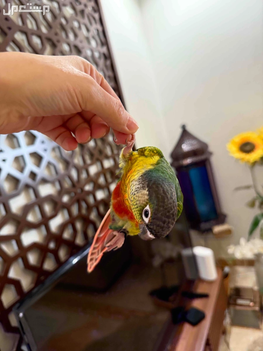 فرخ كنيور يلو سايد في جدة اليف