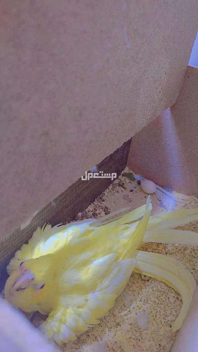 كروان منتج ماشاءالله في مكه المكرمة للبيع او بدل مع ذكر كروان جاهز للتزواج