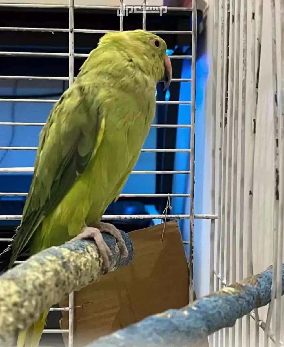 للبيع ببغاء هندي نوع دره انثى بسعر 250 ريال