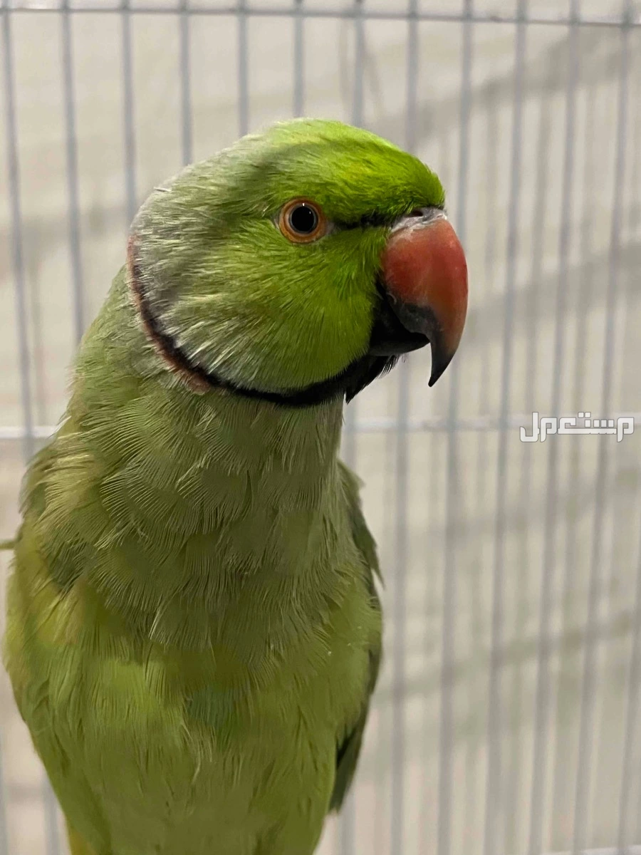 للبيع ببغاء هندي دره ذكر ومتكلم بسعر 600 ريال