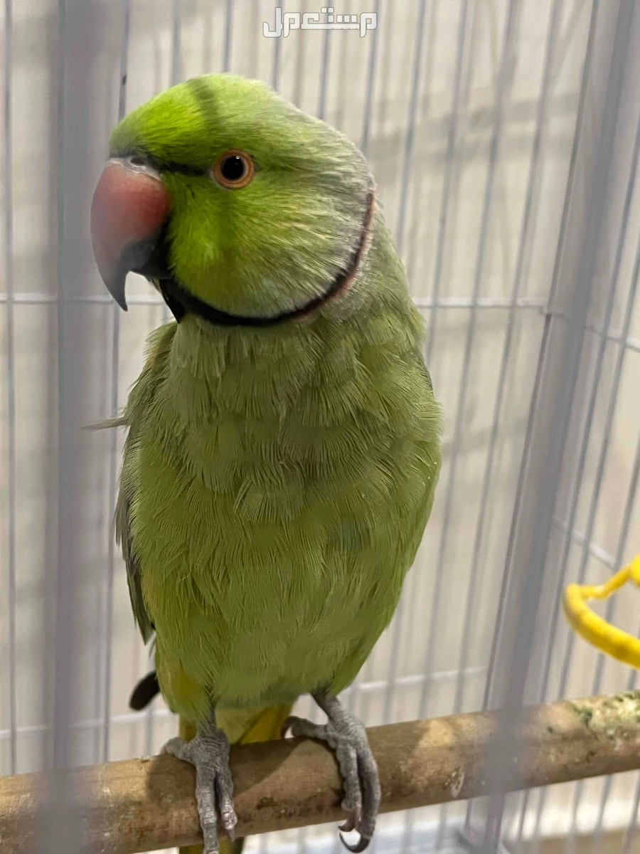 للبيع ببغاء هندي دره ذكر ومتكلم بسعر 600 ريال
