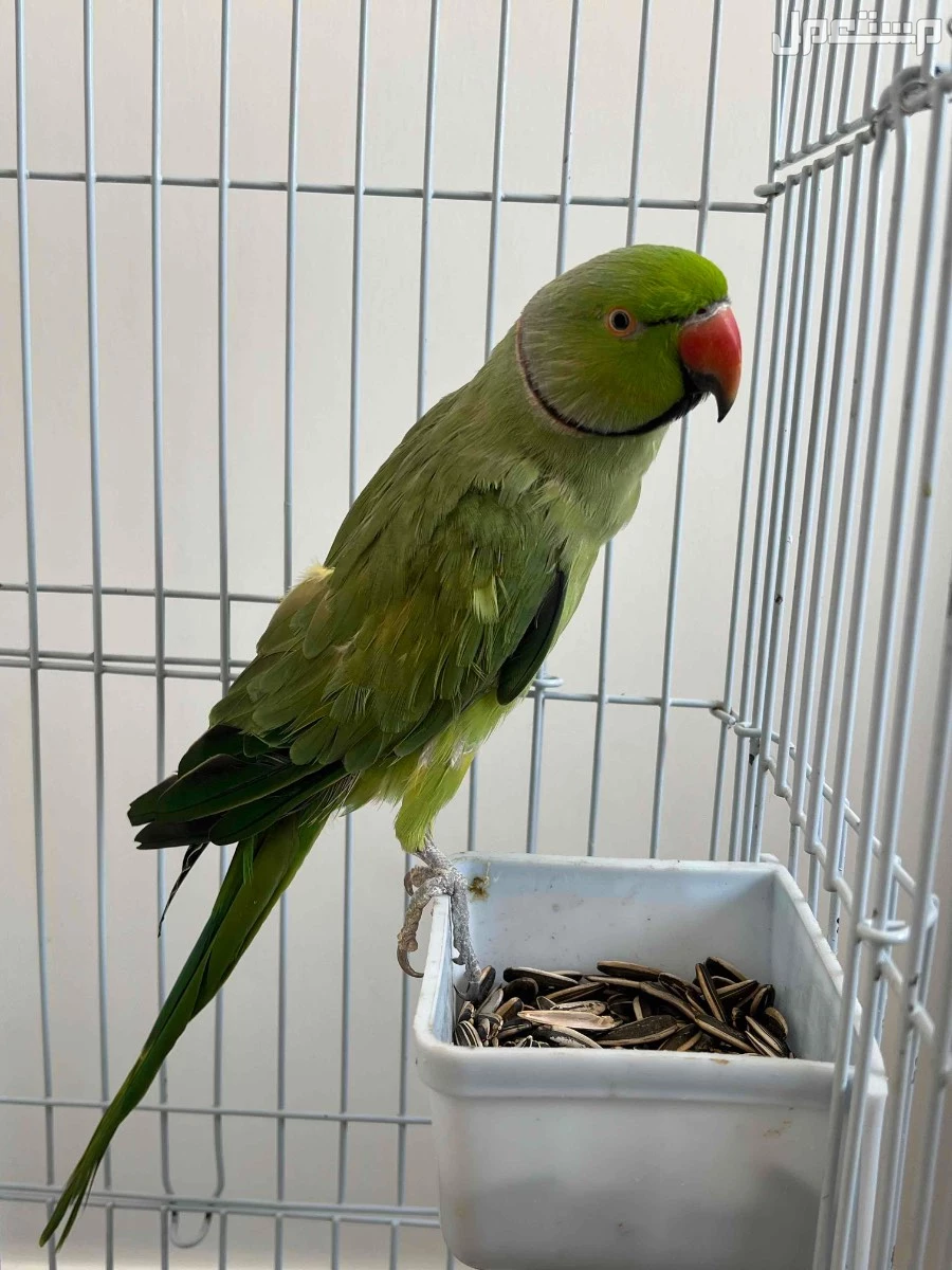 للبيع ببغاء هندي دره ذكر ومتكلم بسعر 600 ريال