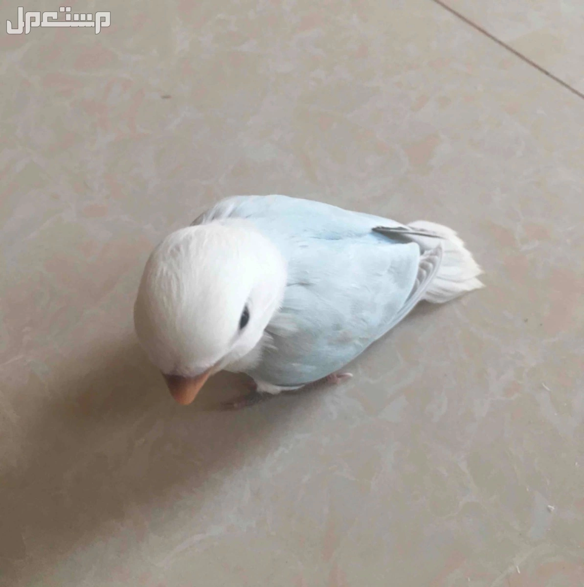 طير روز اليف وهدد داخلي حدي فيه 230﷼