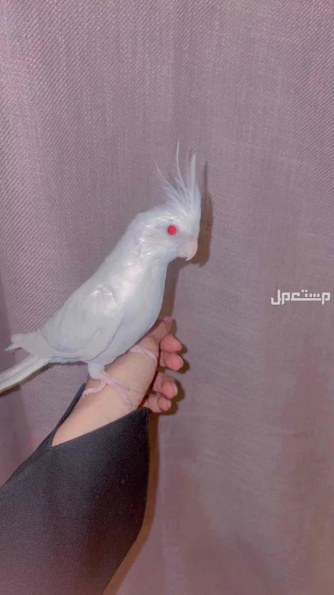 كروان  في الأحساء بسعر 700 ريال سعودي