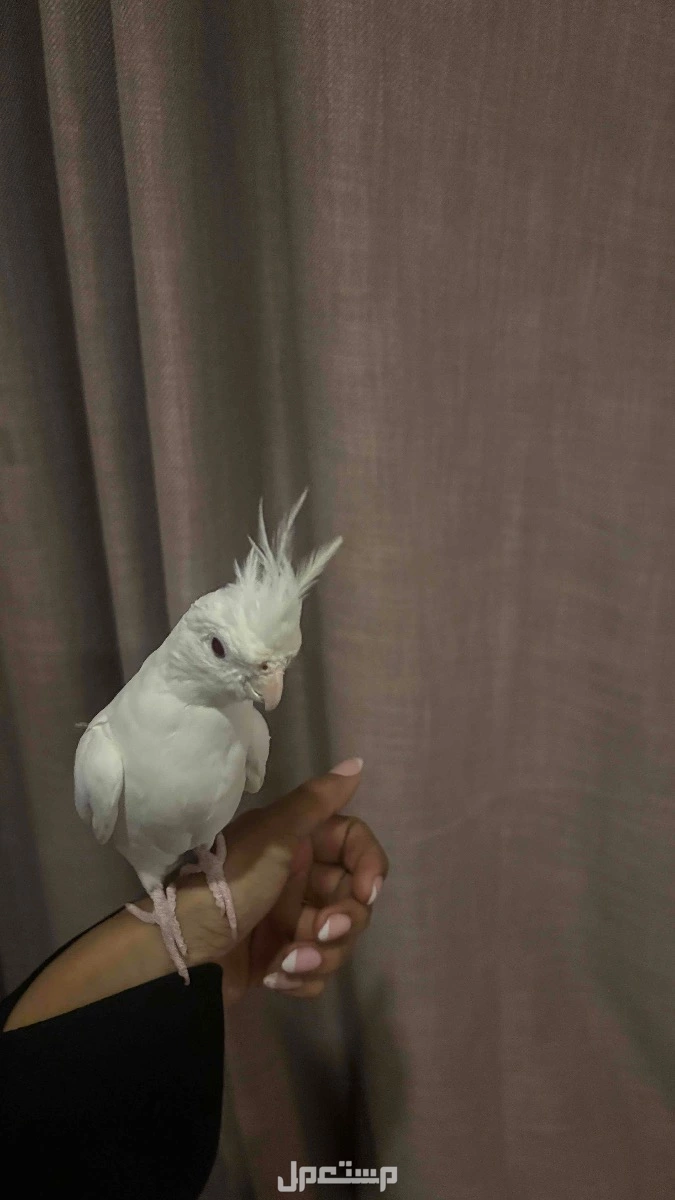 كروان  في الأحساء بسعر 700 ريال سعودي