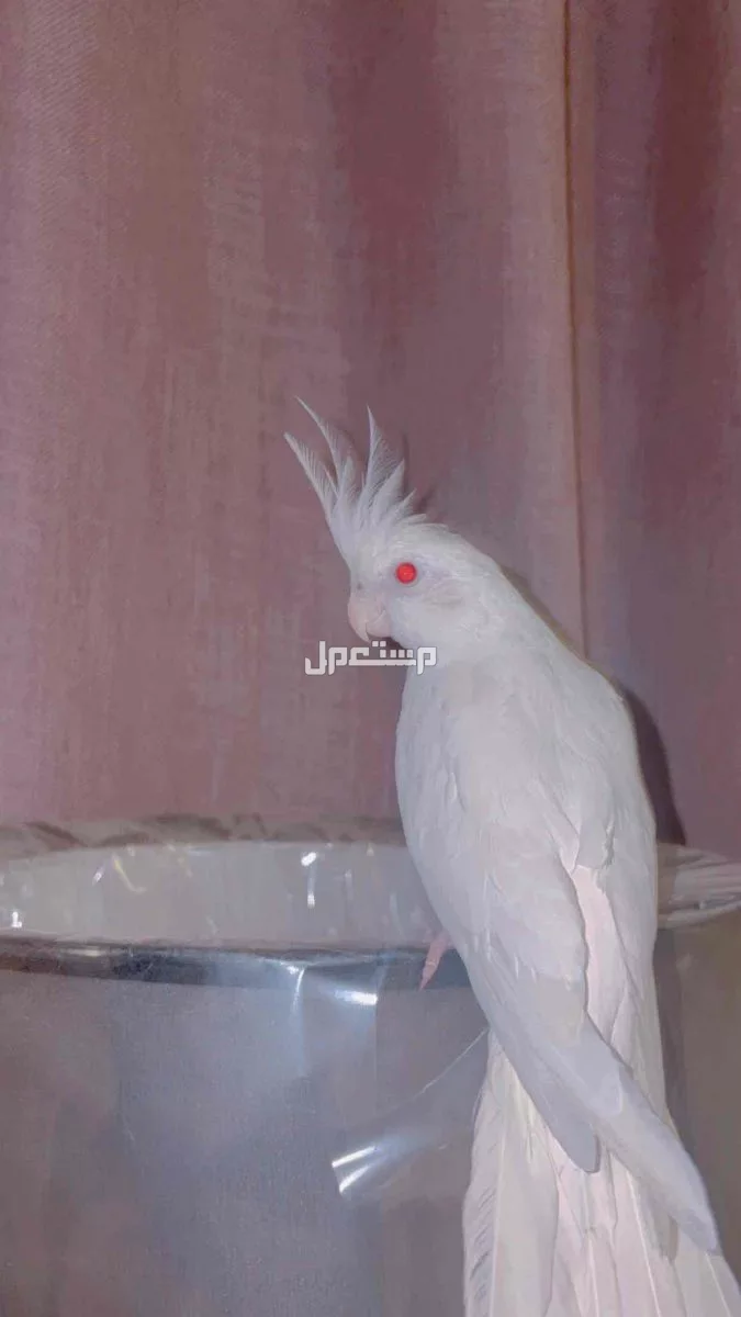 كروان  في الأحساء بسعر 700 ريال سعودي