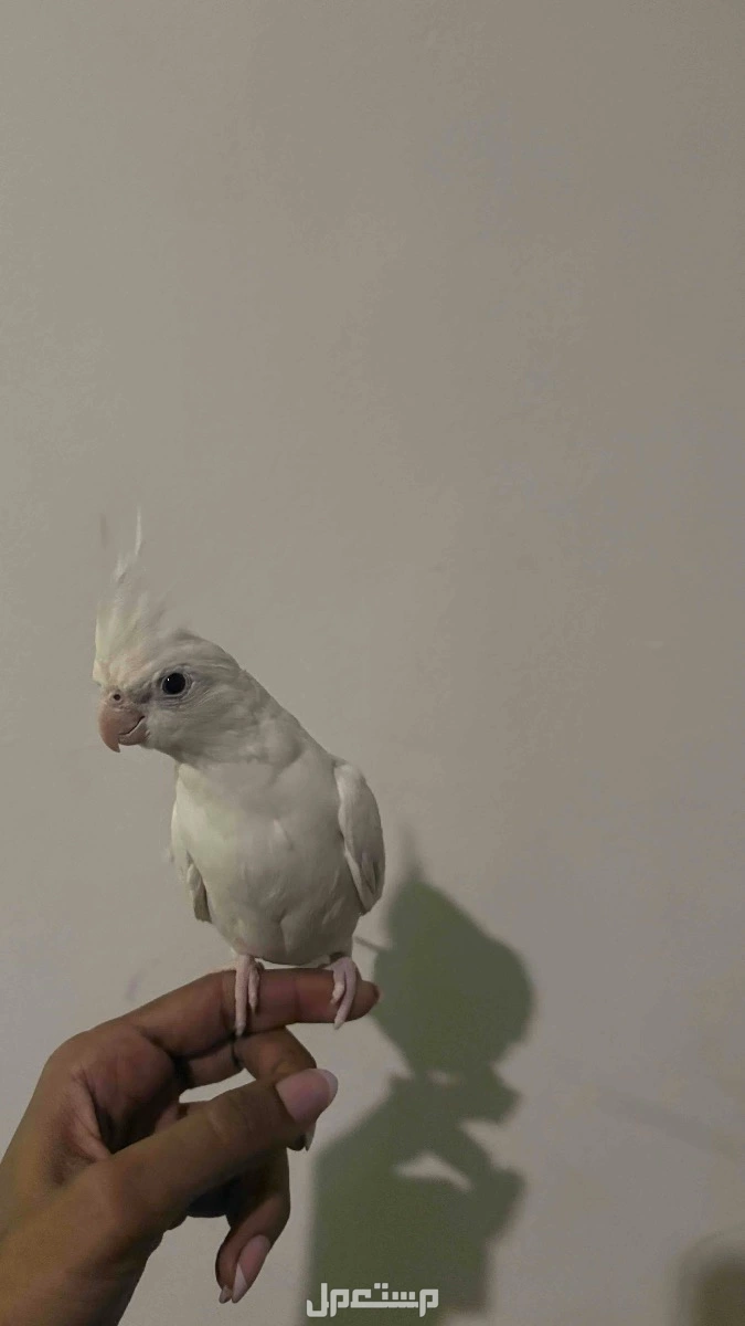 كروان  في الأحساء بسعر 700 ريال سعودي