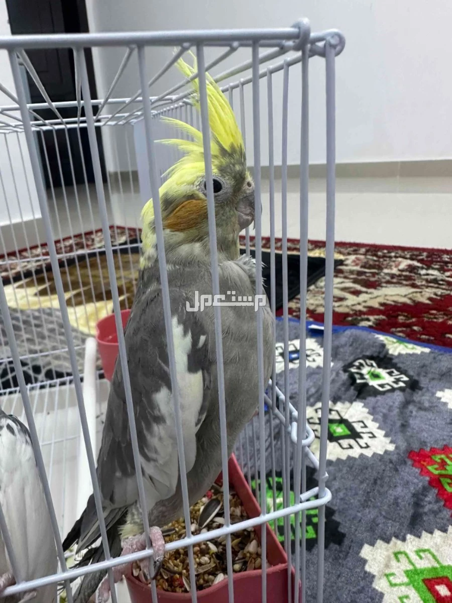 للبيع مع القفص كروان كوكتيل جوز