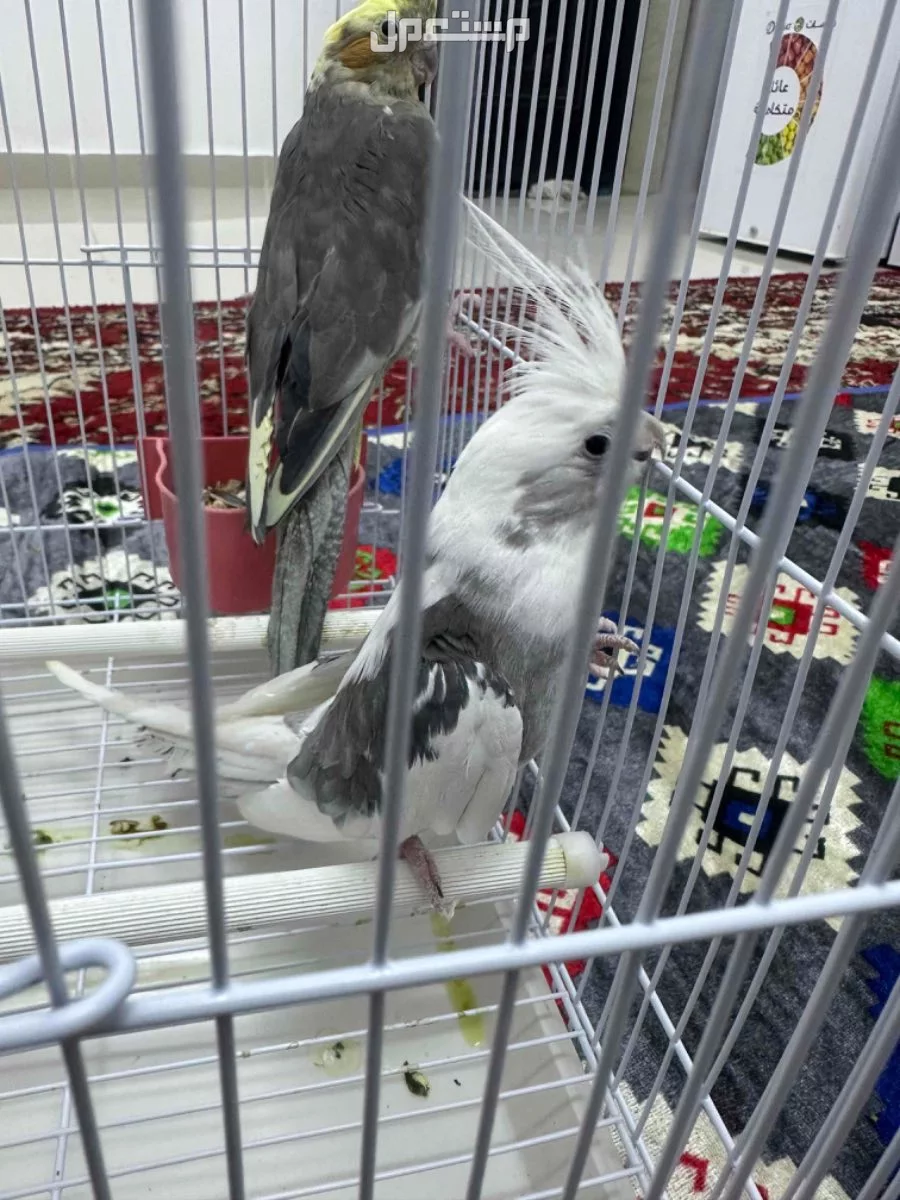للبيع مع القفص كروان كوكتيل جوز
