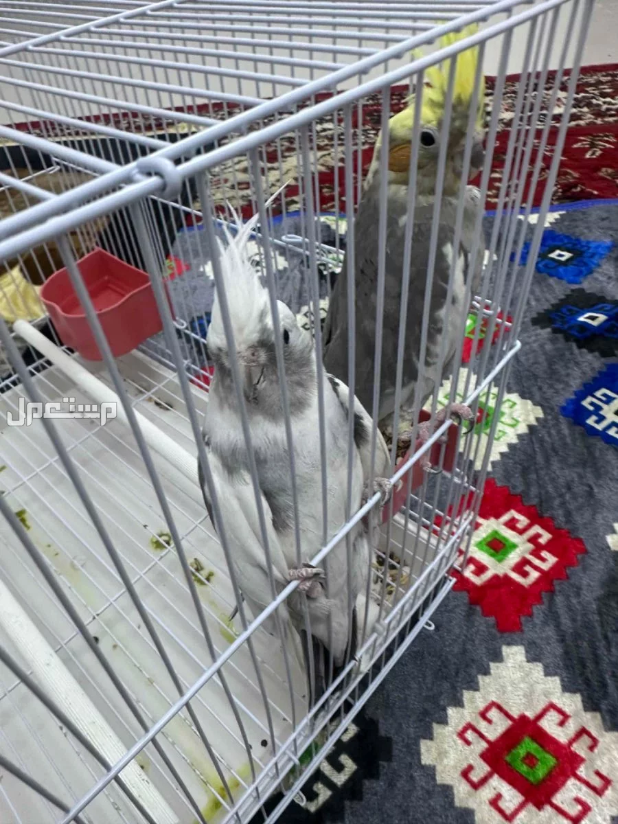 للبيع مع القفص كروان كوكتيل جوز