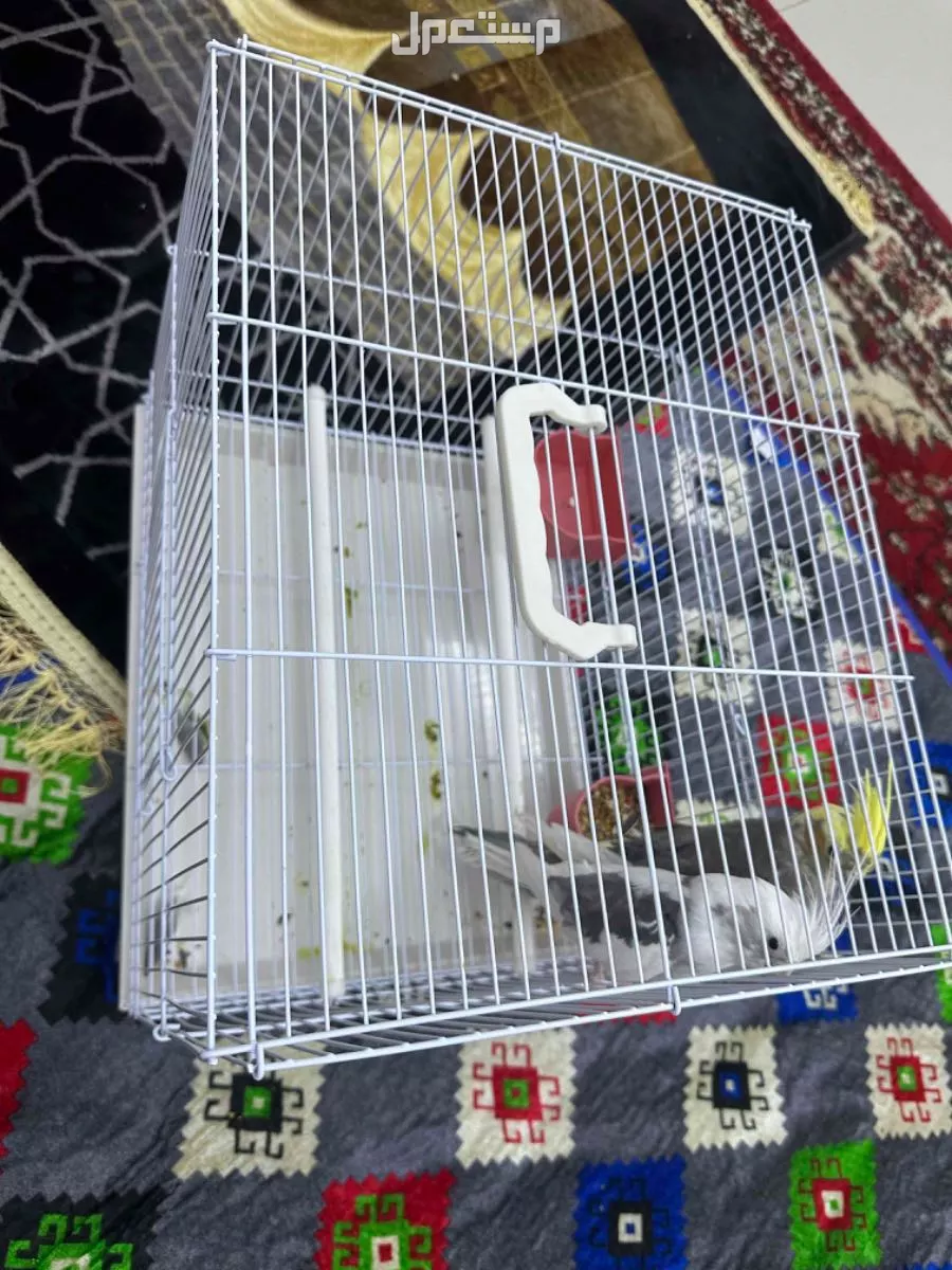 للبيع مع القفص كروان كوكتيل جوز