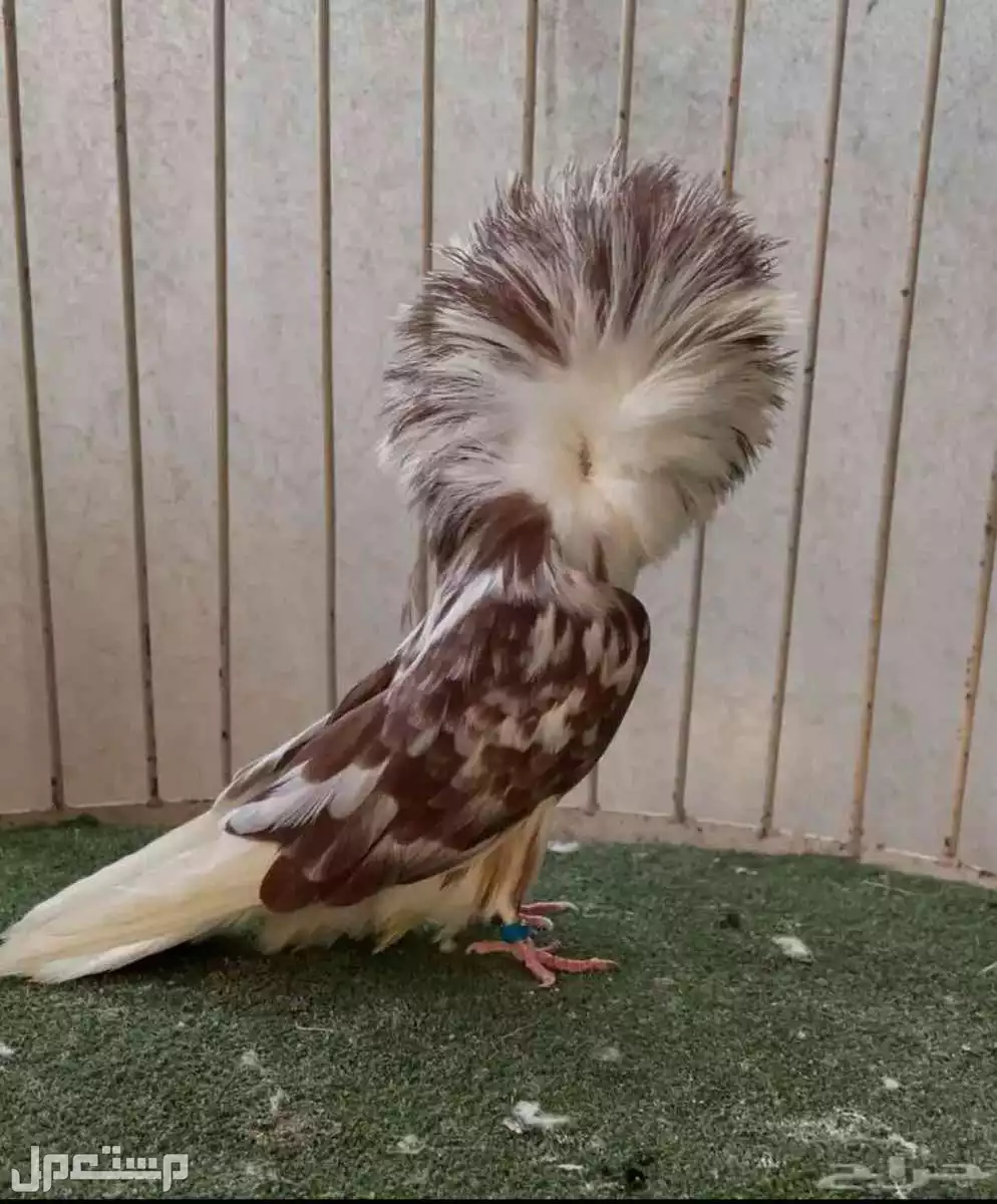 جوز بلاجيك جاكوبين منتج 2023الذكر-الانثى 2024 في الأحساء بسعر 400 ريال سعودي