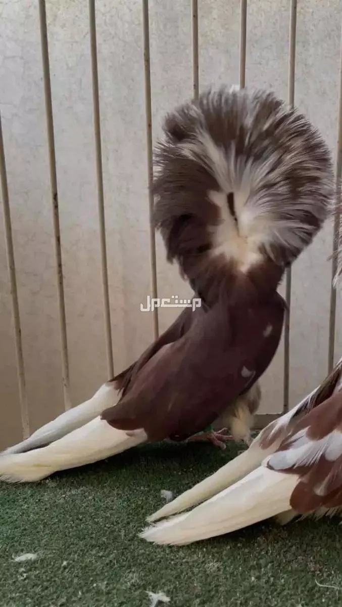 جوز بلاجيك جاكوبين منتج 2023الذكر-الانثى 2024 في الأحساء بسعر 400 ريال سعودي