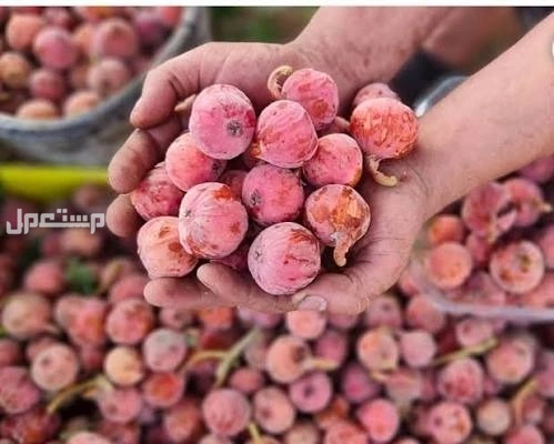 للبيع شتلات جميز ، في الطائف بسعر 70 ريال سعودي