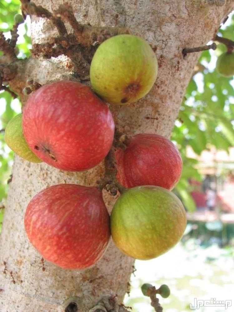 للبيع شتلات جميز ، في الطائف بسعر 70 ريال سعودي