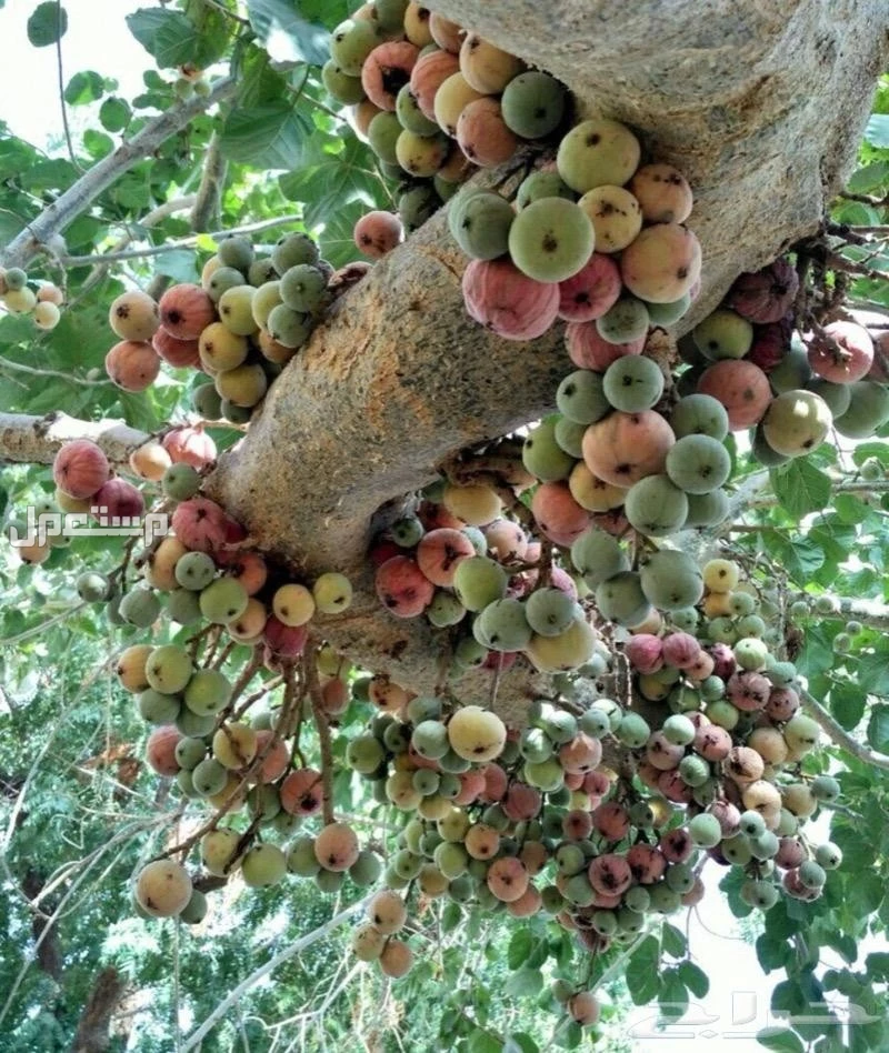 للبيع شتلات جميز ، في الطائف بسعر 70 ريال سعودي