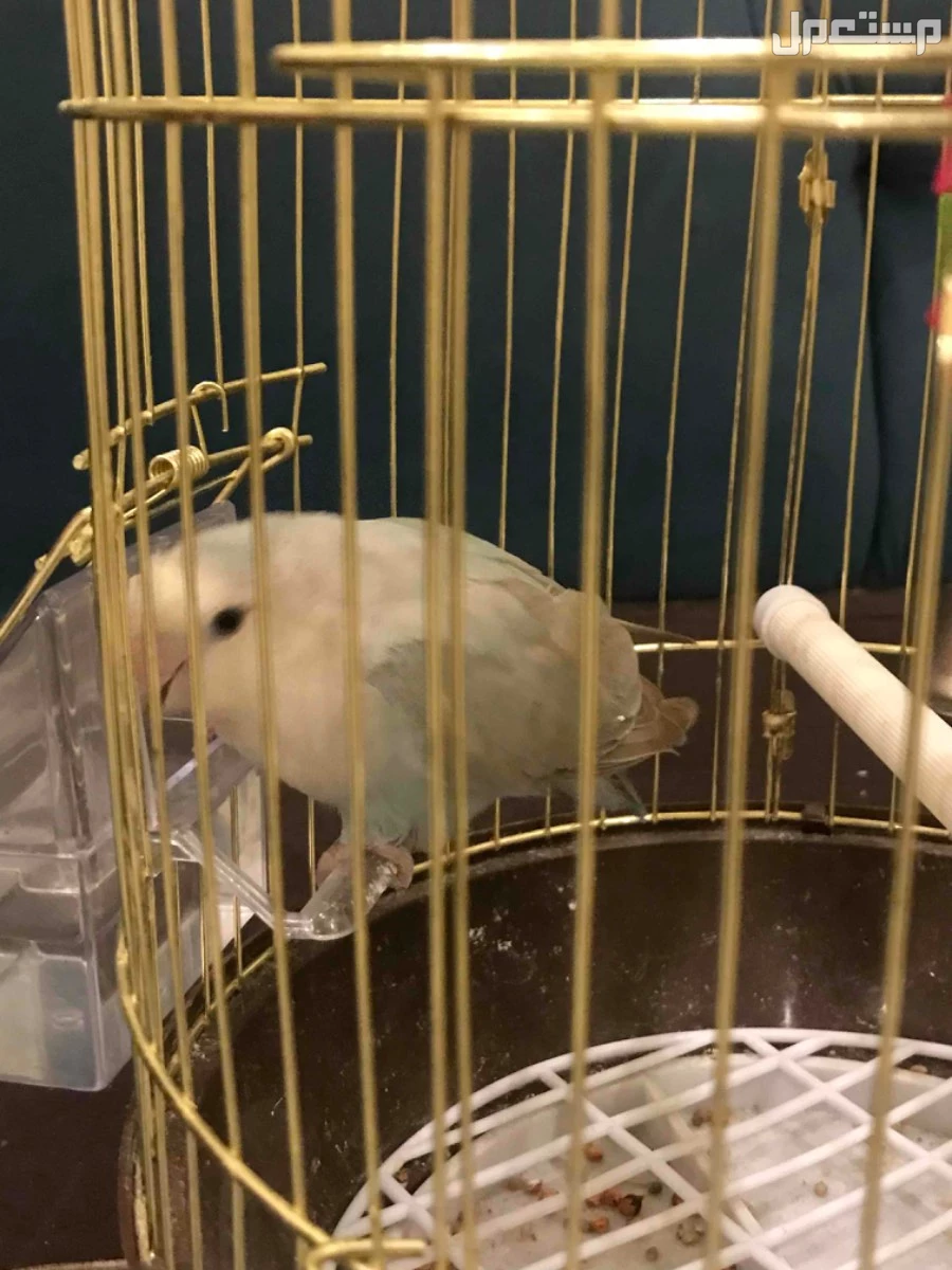 للبيع طير روز العمر اربع شهور وعشر ايام اليف