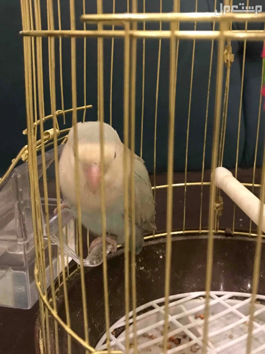 للبيع طير روز العمر اربع شهور وعشر ايام اليف